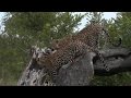 Pt 2  Safari Live&#39;s Sunrise Safari Drive at 7:30 AM on April 10, 2017 ( Leopards )
