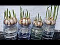 How to grow garlic roots fastes at home