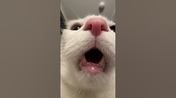 Dave and Bambi Spam III