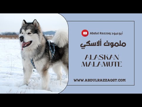 ملموت ألاسكي  