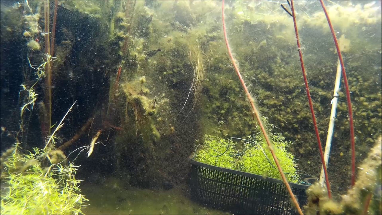 Macropodus ocellatus 062 Gartenteich YouTube