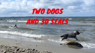 506. Two dogs and 30 seals