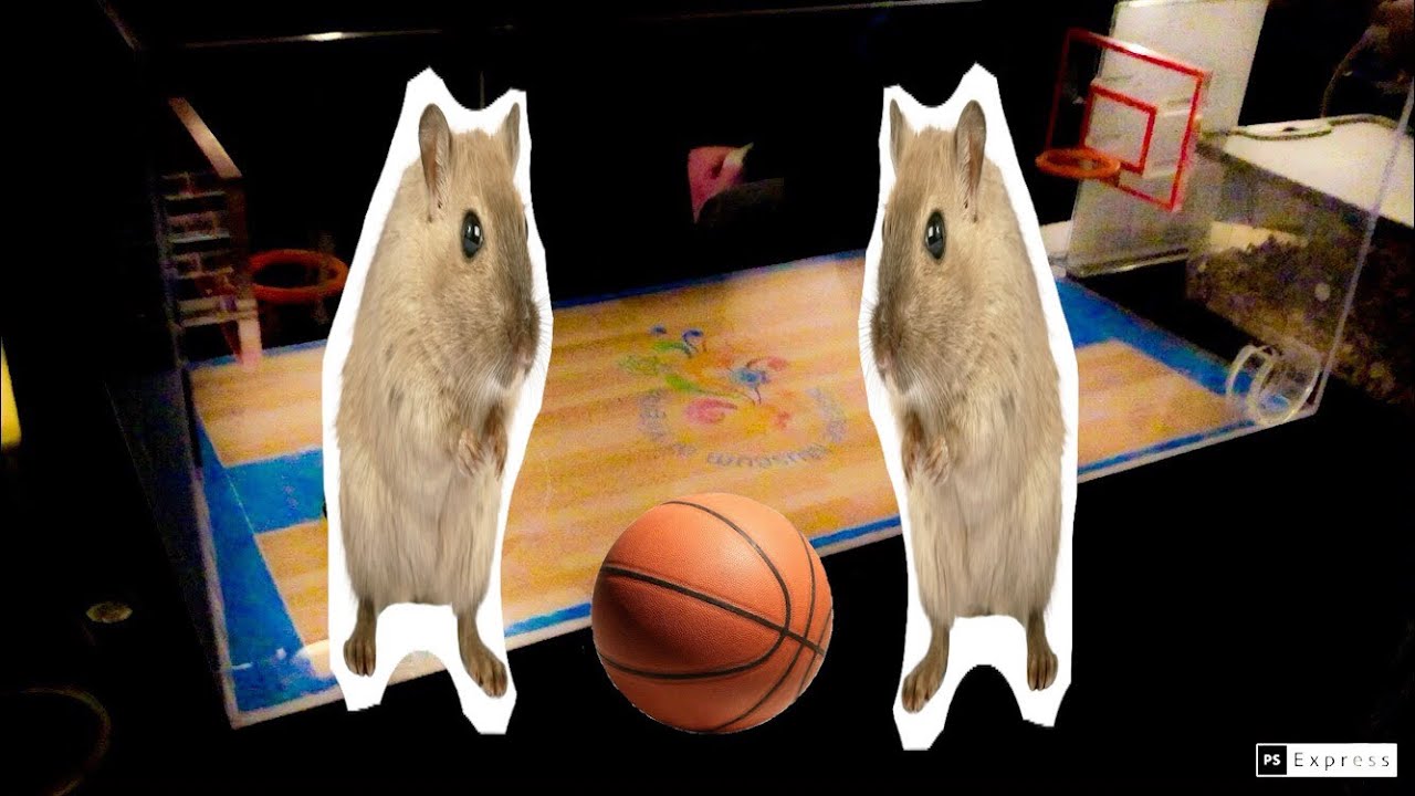 Ratsketball (Rat Basketball) YouTube