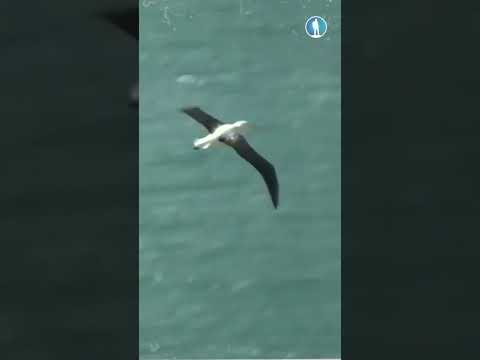 Лететь 1000 км без отдыха? Легко!