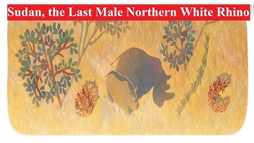 Tê giác trắng đực cuối cùng | Sudan,The last male northern white rhino | Sudan  rhinoceros