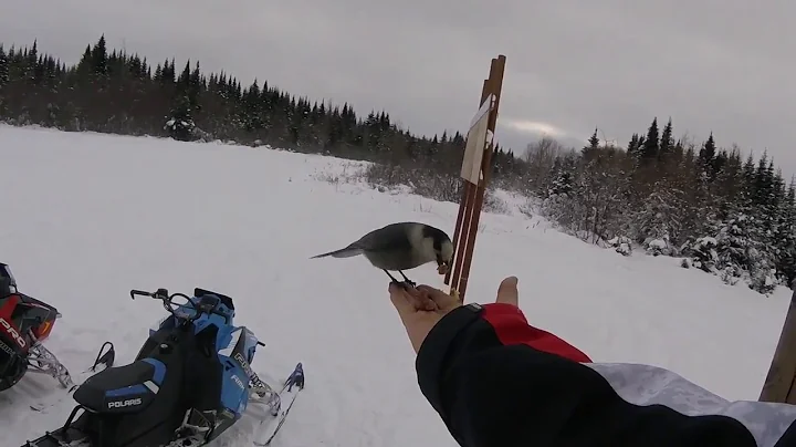 Hand feeding Gray Jays (Slow Motion)