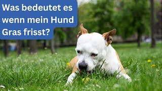 Was bedeutet es wenn mein Hund Gras frisst?