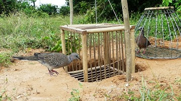 New Unique Dove Trap - Catch Bird With Quick Trap Near The Mountain