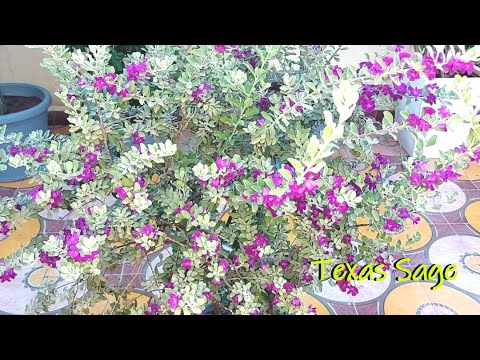 Video: Što je grm teksaške kadulje - uzgoj teksaške kadulje u vrtu