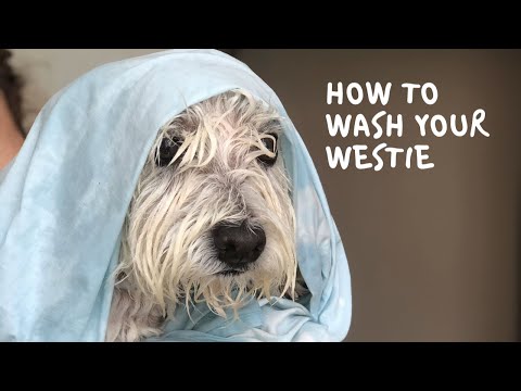 วีดีโอ: West Highland White Terrier หรือ Westie Dog Breed Hypoallergenic สุขภาพและอายุขัย