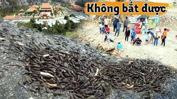 Đàn cá Trê hàng 1000 con quyết ở lại Thiền Viện Trúc Lâm An Giang 4/2021