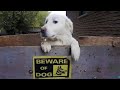 Don&#39;t try to mess with me ! Funny and Cute Reactions Angry Dog