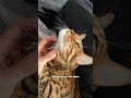 🫶🏼🫶🏼 #бенга #кошка #котики #бенгальская #умнаякормушка