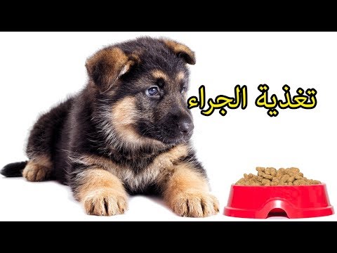 فيديو: كيفية إطعام جرو الكلب الألماني