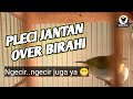 Pleci Ngecir Over Birahi Cocok Buat Pancingan Mp3 - Mp4 Download