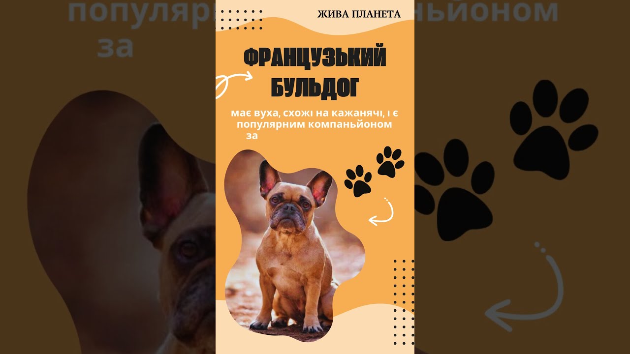 #Французькийбульдог