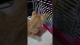 Kaya Tom and Jerry | Kucing dan Hamster Roborovski Lucu jadi hewan peliharaan yang mudah dan murah