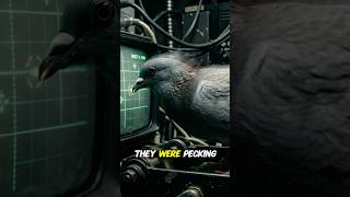 These Pigeons Almost Took Over National Security #shorts #history #coldwar #ww2 #documentary