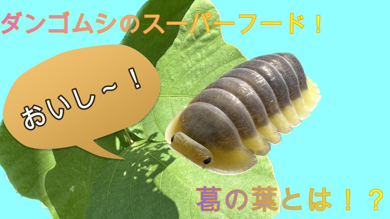 だんごむし様 A favorite food of pillbugs! Explaining the effects of kudzu