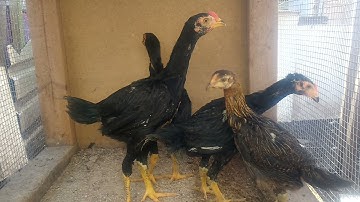 baby qaib ICU thiab Gonio update