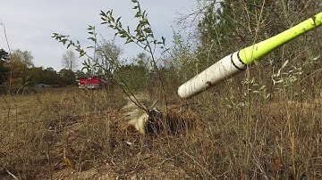 Another skunk dispatch