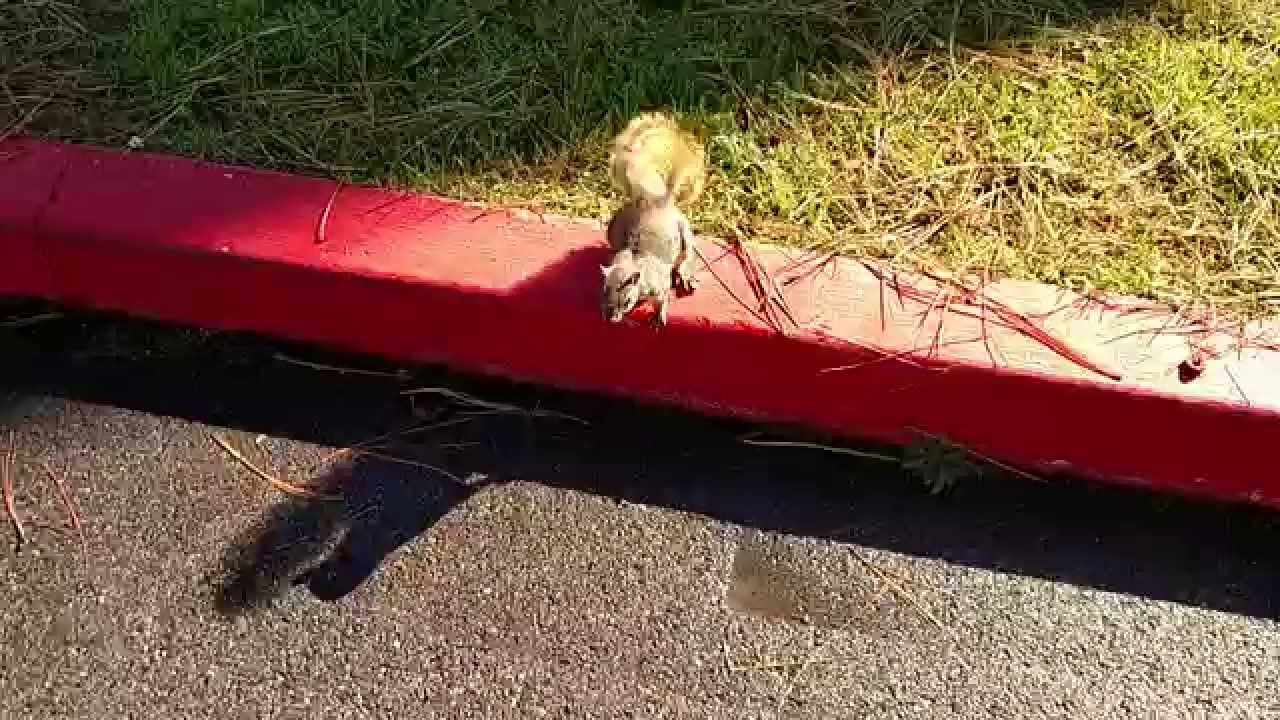 This Squirrel Keeps Following me. YouTube