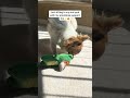 Sun + toy + tiny chihuahua = perfect afternoon #chihuahua #puppy #puppylife #charging #doglife