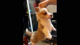A Dog’s Tail Has Its Own Personality 😂🐶#fyp #viral #dogsoftiktok #funnydogs #pettok