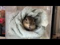 巣からひょっこり。一生懸命巣作りする、かわいいリチャードソンジリス。【今日のりっちゃむ】Richardson's ground squirrel cute funny animal