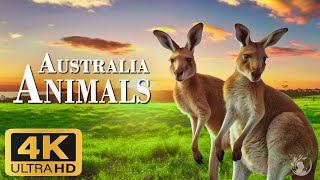 Дикая природа Австралии (4K Ultra HD) - расслабляющий пейзажный фильм с кинематографической музыкой