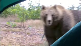 5 Most Disturbing Bear Encounters Caught On Camera