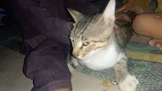 beautiful cat,persian cat,cute cat,funny cat,bengal cat,cat videos,cute cat videos,maine coon cat.