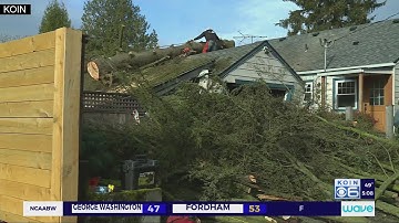 Strong wind blows down tree