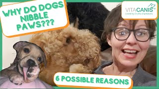 WHY DOES MY DOG LICK HIS PAWS? 6 REASONS YOUR DOG NIBBLES HIS PAWS by Jitka Krizo Averis 1,013 views 3 years ago 8 minutes, 34 seconds