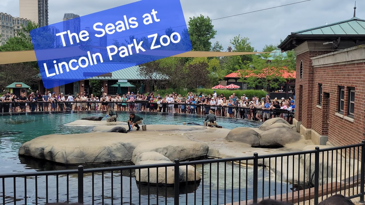 Seal Training at Lincoln Park Zoo - YouTube