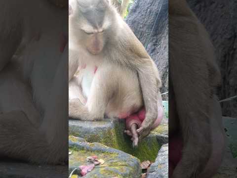 شورت وایرال بچه میمون کوچولو