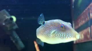 Canthigaster Solandri