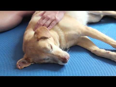 Video: Therapeutische Diäten Für Hunde