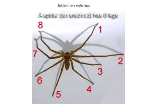 Internal structure of a spider. Spiders have got eight legs. A spider has got eight legs. G has got eight legs перевод на русский. It 1) a tail.