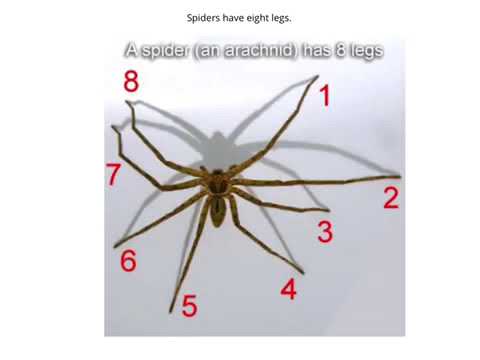 A spider has got eight. Facts of Spiders.