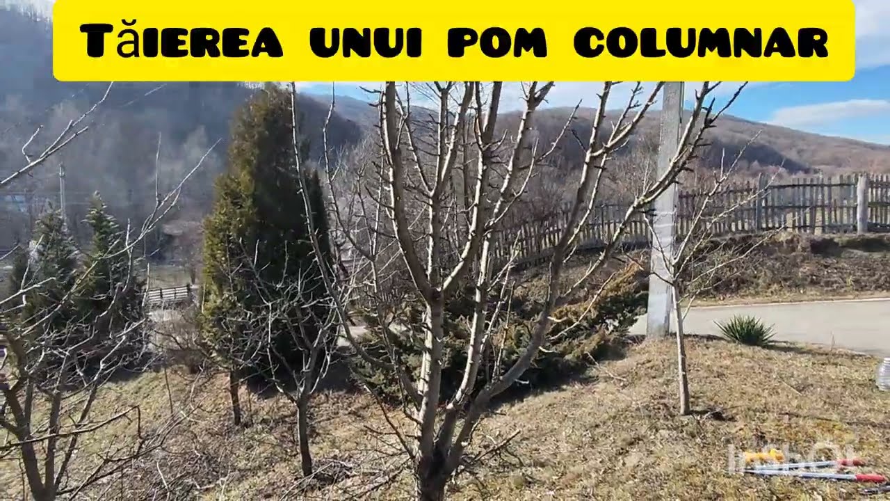 Tăierea unui pom columnar 🍎🍏