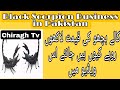 How to sale black scorpion in india\pakistan\kaly bicho ko kisy firokht kry \ online\ health reality