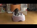 便座付き猫トイレでユウナご満悦　【ねこ cat】