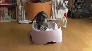 便座付き猫トイレでユウナご満悦　【ねこ cat】