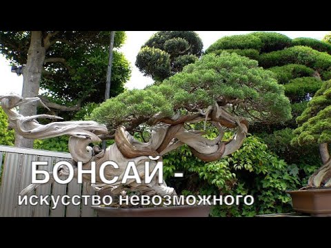 Бонсай - искусство невозможного. Специальный репортаж из Японии.