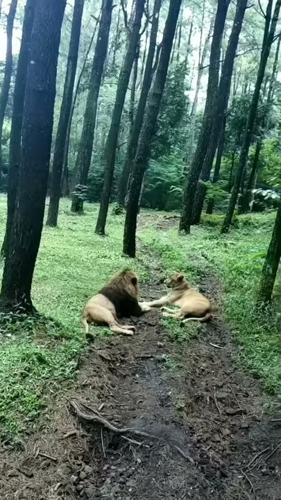 Story wa singa Raja hutan