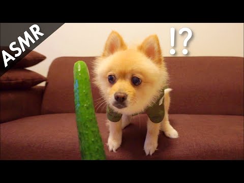 【ASMR】きゅうりを食べる愛犬の咀嚼音が可愛い…笑