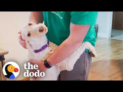 This Poodle Hugs Everyone She Meets | The Dodo Foster Diaries