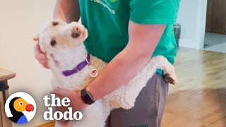 This Poodle Hugs Everyone She Meets | The Dodo Foster Diaries