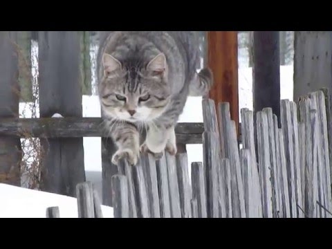 Видео: мартовский кот мяучит миучит